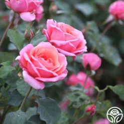 Fragrant Hour -Heirloom Roses Fragrant Hour 14