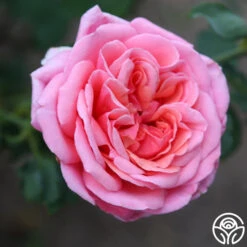 Fragrant Hour -Heirloom Roses Fragrant Hour 19