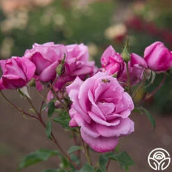 Fragrant Plum -Heirloom Roses Fragrant Plum 04