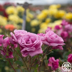 Fragrant Plum -Heirloom Roses Fragrant Plum 06