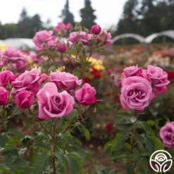 Fragrant Plum -Heirloom Roses Fragrant Plum 90345