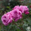 Fragrant Plum 2 Fragrant Plum -Heirloom Roses Fragrant Plum 9324