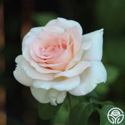 Francis Meilland® -Heirloom Roses Francis Meiland345