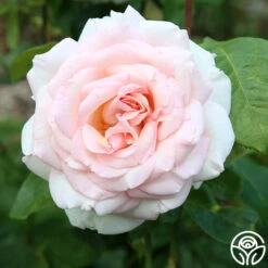 Francis Meilland® -Heirloom Roses Francis Meiland 11