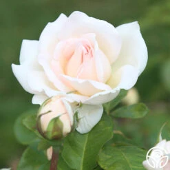 Francis Meilland® -Heirloom Roses Francis Meiland 13