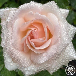 Francis Meilland® -Heirloom Roses Francis Meilland 24