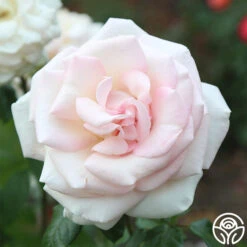 Francis Meilland® -Heirloom Roses Francis Meilland 023