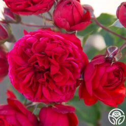 Francois Rabelais -Heirloom Roses Francois Rabelais 01