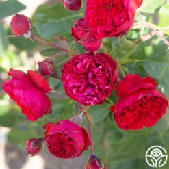 Francois Rabelais -Heirloom Roses Francois Rabelais 010