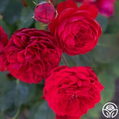 Francois Rabelais -Heirloom Roses Francois Rabelais 03