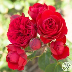 Francois Rabelais -Heirloom Roses Francois Rabelais 06