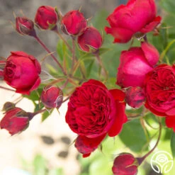 Francois Rabelais -Heirloom Roses Francois Rabelais 07