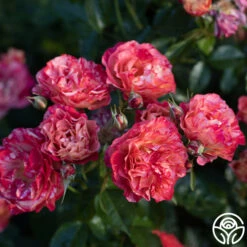 Frida Kahlo™ 27 Frida Kahlo™ -Heirloom Roses Frida Kahlo 2