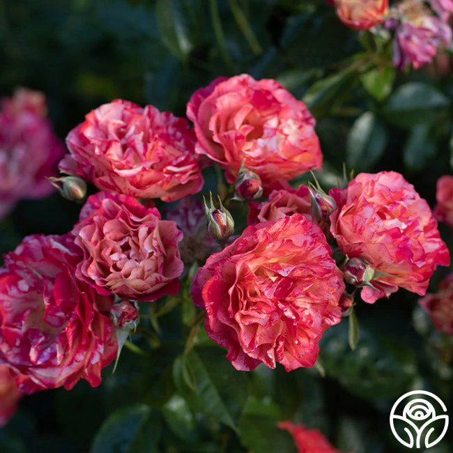 Frida Kahlo™ 15 Frida Kahlo™ - Image 13