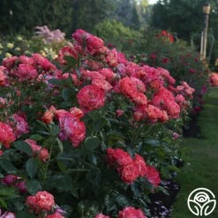 Frida Kahlo™ 26 Frida Kahlo™ -Heirloom Roses Frida Kahlo 22