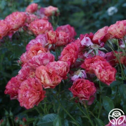 Frida Kahlo™ 25 Frida Kahlo™ -Heirloom Roses Frida Kahlo 23