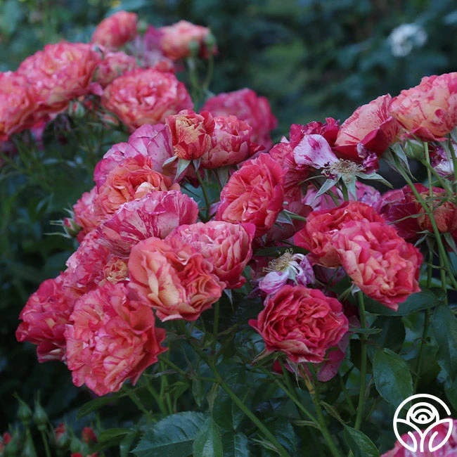 Frida Kahlo™ 13 Frida Kahlo™ - Image 11