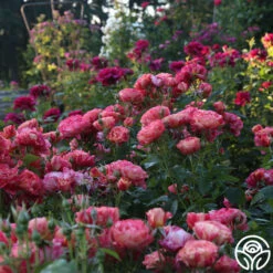 Frida Kahlo™ 19 Frida Kahlo™ -Heirloom Roses Frida Kahlo 25