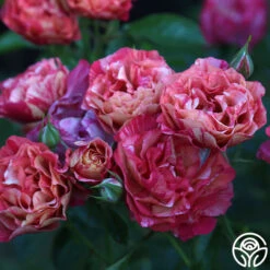 Frida Kahlo™ 17 Frida Kahlo™ -Heirloom Roses Frida Kahlo 273