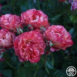 Frida Kahlo™ 22 Frida Kahlo™ -Heirloom Roses Frida Kahlo 29