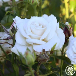 Full Sail -Heirloom Roses Full Sail 11