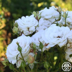 Full Sail -Heirloom Roses Full Sail 12