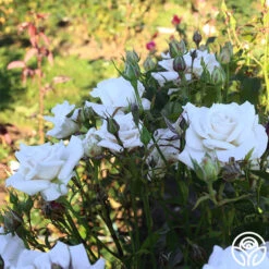 Full Sail -Heirloom Roses Full Sail 13