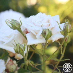 Full Sail -Heirloom Roses Full Sail 16