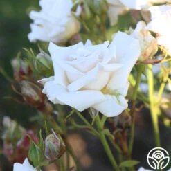 Full Sail -Heirloom Roses Full Sail 17