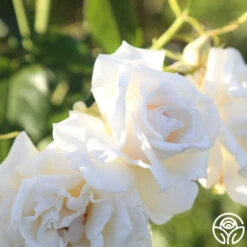 Full Sail -Heirloom Roses Full Sail 18