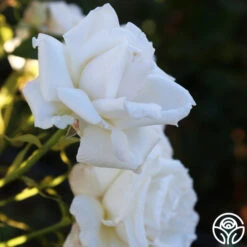 Full Sail -Heirloom Roses Full Sail 19