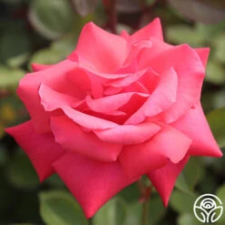 Galway Bay® -Heirloom Roses Galway Bay 02