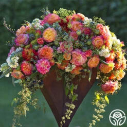 Garden Delight™ -Heirloom Roses Garden Delight 11