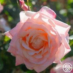 Generosity™ -Heirloom Roses Generosity 11