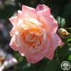 Generosity™ -Heirloom Roses Generosity 13