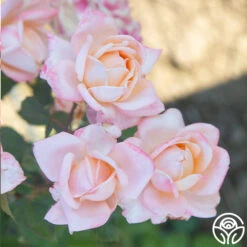 Generosity™ -Heirloom Roses Generosity 18