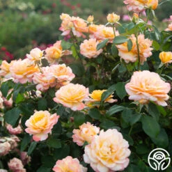 Glowing Peace™ 14 Glowing Peace™ -Heirloom Roses Glowing Peace 03