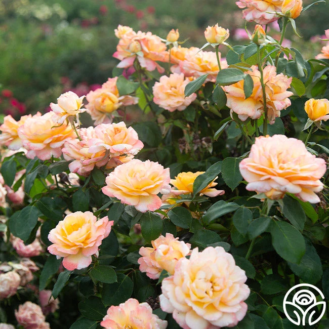 Glowing Peace™ 5 Glowing Peace™ - Image 3