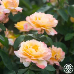 Glowing Peace™ 18 Glowing Peace™ -Heirloom Roses Glowing Peace 04