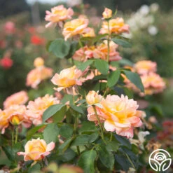 Glowing Peace™ 21 Glowing Peace™ -Heirloom Roses Glowing Peace 05