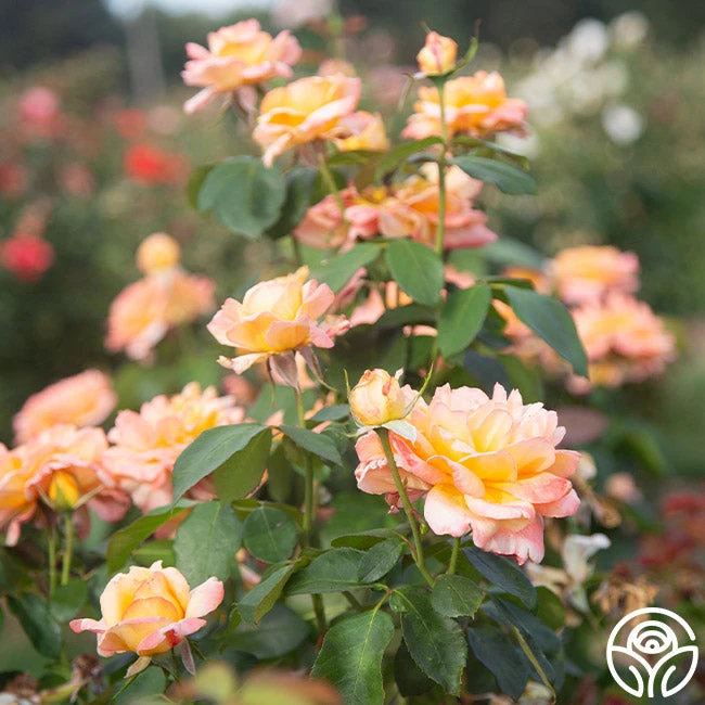 Glowing Peace™ 12 Glowing Peace™ - Image 10