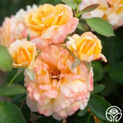 Glowing Peace™ 20 Glowing Peace™ -Heirloom Roses Glowing Peace 06