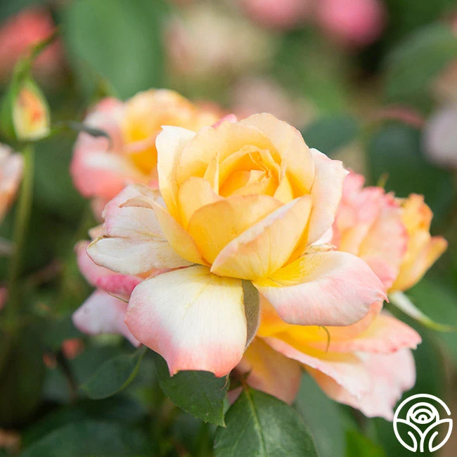 Glowing Peace™ 10 Glowing Peace™ - Image 8