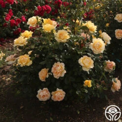 Gold Struck™ -Heirloom Roses Gold Struck 11