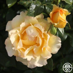 Gold Struck™ -Heirloom Roses Gold Struck 13