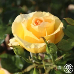 Gold Struck™ -Heirloom Roses Gold Struck 16
