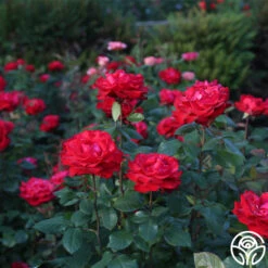 Eleganza® Grande Amore -Heirloom Roses Grande Amore 21