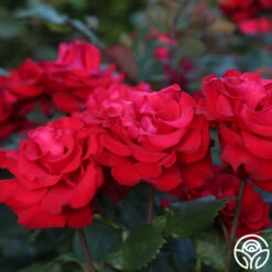 Eleganza® Grande Amore -Heirloom Roses Grande Amore 22