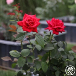 Eleganza® Grande Amore -Heirloom Roses Grande Amore 23