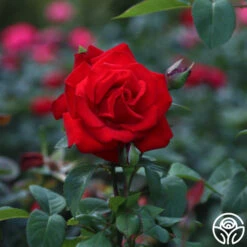 Eleganza® Grande Amore -Heirloom Roses Grande Amore 34